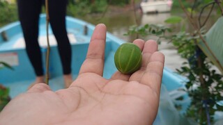 Lumpu Tree on river side พาไปเก็บลูกลำพูริมคลอง ดอกลำพูสวยมากในวันที่น้ำเต็มคลอง