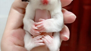 Don't throw away the newly hatched little honeybees just because they don't look good yet—give them 