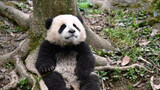 Panda Raksasa|Bayi Panda yang Mati