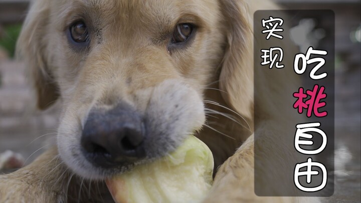 These are a group of dogs who’ve achieved peach-eating freedom.
