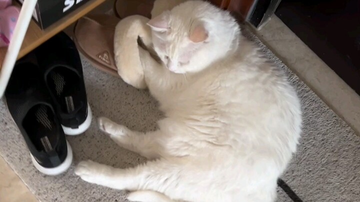 大咪：天气变凉，感谢榜一阿姨的毛毛拖鞋！已经美美地换上啦