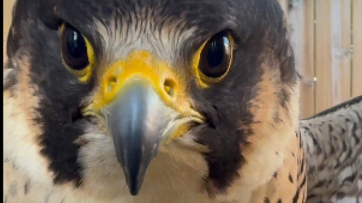 Can Raptors Really Home-In Like Pigeons? You Won’t Believe It!
