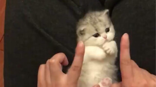 Tolong aku! Siapa yang tidak suka anak kucing yang melayanimu?