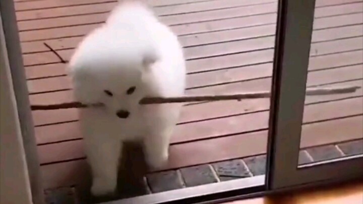 Perilaku menggemaskan Samoyed