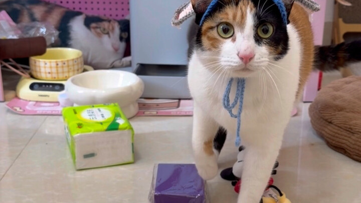 Kittens Don’t Have Rearview Mirrors