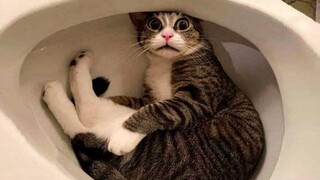 แมวกับหมาที่สนุกที่สุด 🐱🐶 ตอนที่ 55