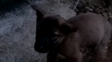 chú chó nghịch ngợm