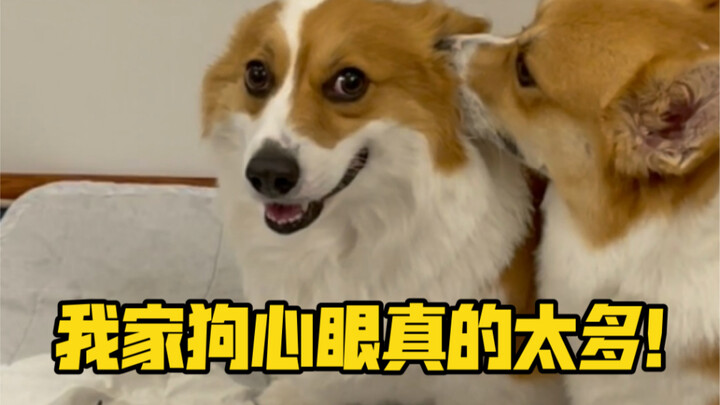Tiga anjing cerdas! Setara dengan Zhuge Liang!! Bagus!!