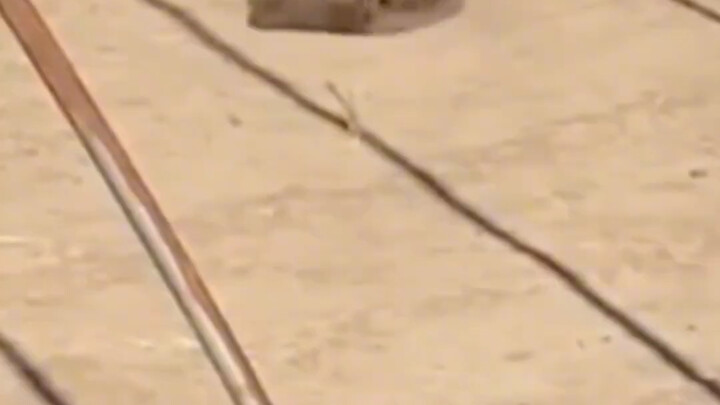 أخي الكبير، لا تسيء الفهم، أنا هنا لأتعرف على الأصدقاء.