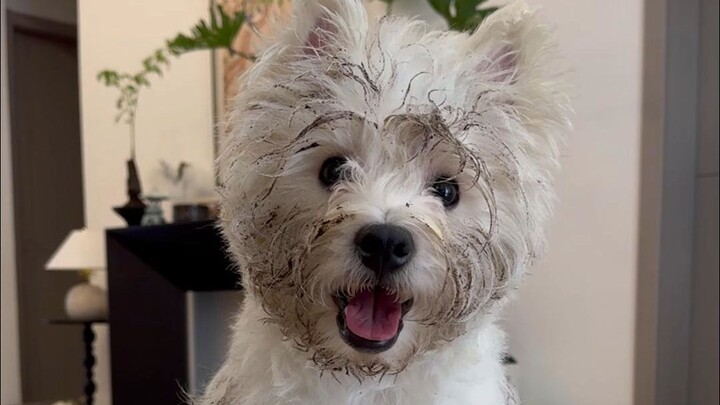 Renovasi imersif anjing kotor