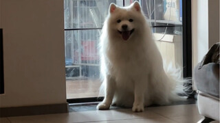 Good luck puppy is here! Wishing everyone a prosperous new year!