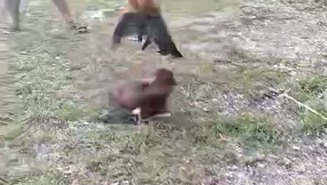 Full brother 1st spar dark and light side GULL x  Gb Sweater