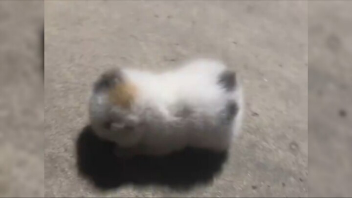 ‘🐱Squishy Little Milk Ball’