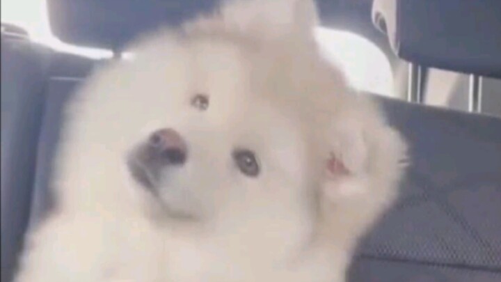 “Nó cứ như biết mình rất đáng yêu ấy!”