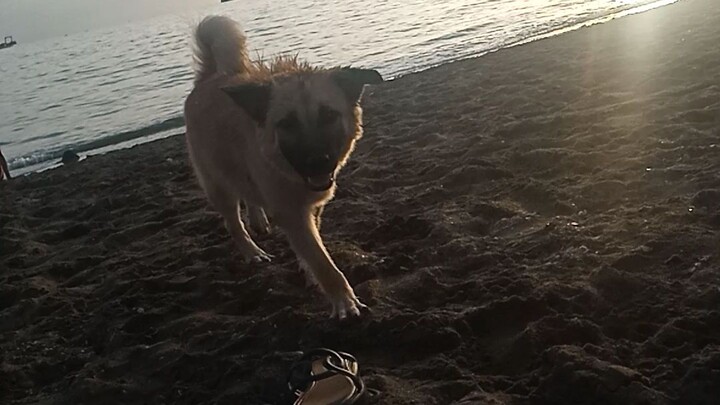 toby🤩🐕