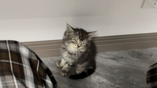 Merekam momen manja dan patuh saat baru datang (。-ω-)zzz