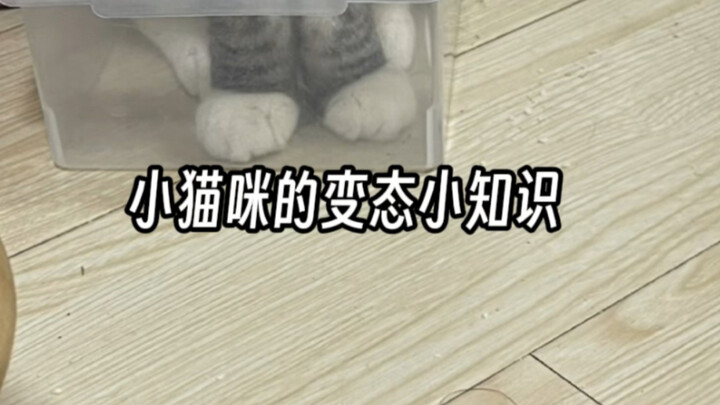 เกร็ดความรู้เล็กๆ เกี่ยวกับหัวของน้องแมวเหมียว