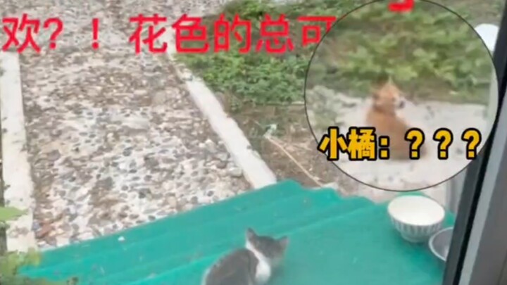 แม่แมว: พรุ่งนี้จะคาบหมามาลองดูสักตัว