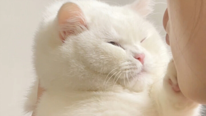 Hướng dẫn nhào bột khối lớn, nặn thành một chú mèo con