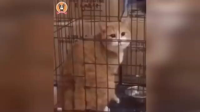 Animais Funny Happy