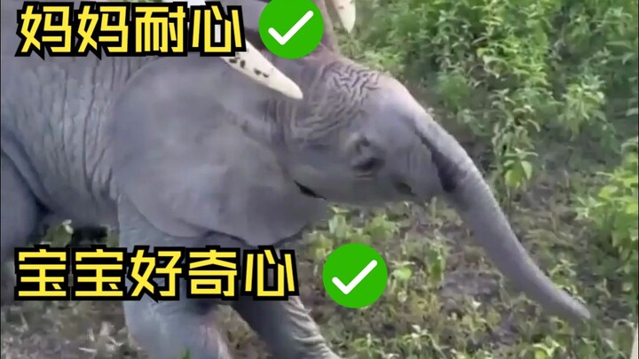 ฉากจริงของการเลี้ยงลูกของแม่ช้างไม่ต่างจากมนุษย์เลย! แม้แต่ทักษะการ “แกล้งเดินจากไป” ก็ยังเหมือนกันเ