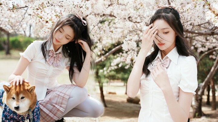 【慕晓叶】I’m so sorry for being so cute under the cherry blossoms!!!