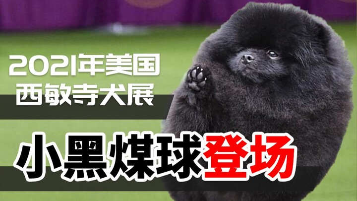 [Commentary] Toy Group – 2021 Westminster Kennel Club Dog Show, Part 2
