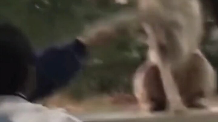 Bisakah Kakak Anjing berjabat tangan?