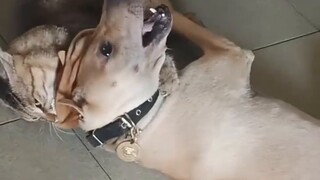 Kucing: "Kemarin kamu menginjakku, besok aku akan membalasmu. Segalanya mungkin berubah seiring wakt