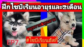 ฝึกไซบีเรียนฮัสกี้ อายุ1-2เดือน แบบง่ายๆ  EP7.#ไซบีเรียนฮัสกี้หมูหวาน#Siberian huskies