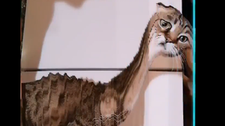 [Động vật] Mèo: Bí mật của tiến hóa kỷ Jura không thể che giấu...