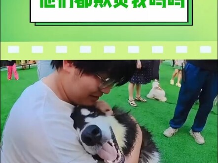 Alaska is just a big-looking baby who cries a lot. What’s wrong with loving to eat? "Golden Retrieve