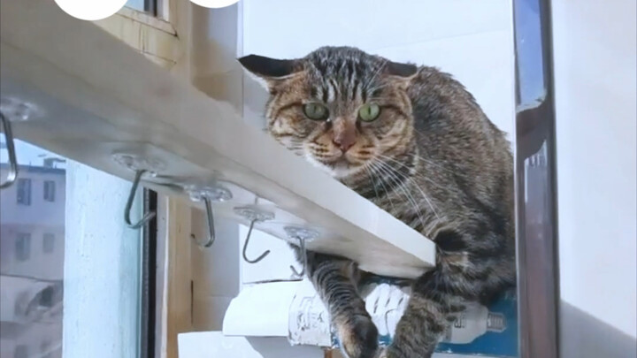 The cats in this video are all “fake cats”!