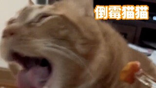 女朋友每次做完饭都会先给猫品尝……
