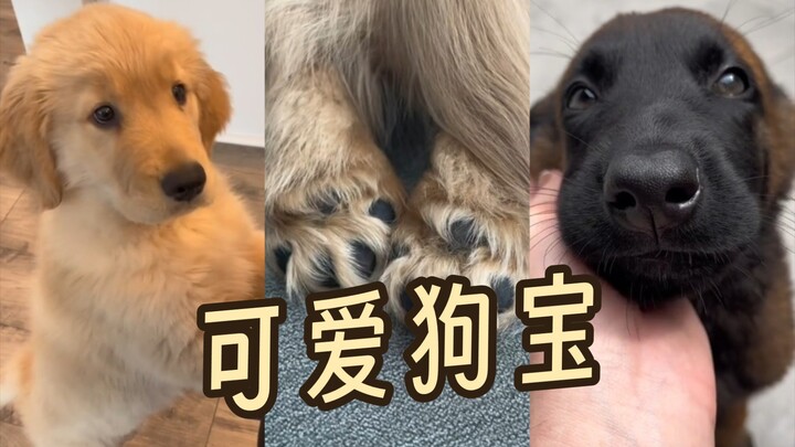 Tak seorang pun bisa menolak anak anjing yang begitu menggemaskan!