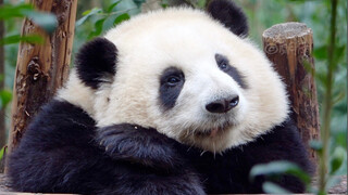Hua Hua sleeps with her head resting on her hands, just like a little kid [Giant Panda He Hua]