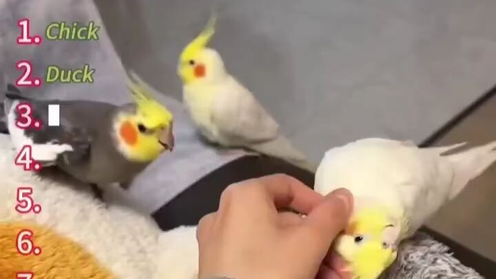 Funny Parrot Moments 😂