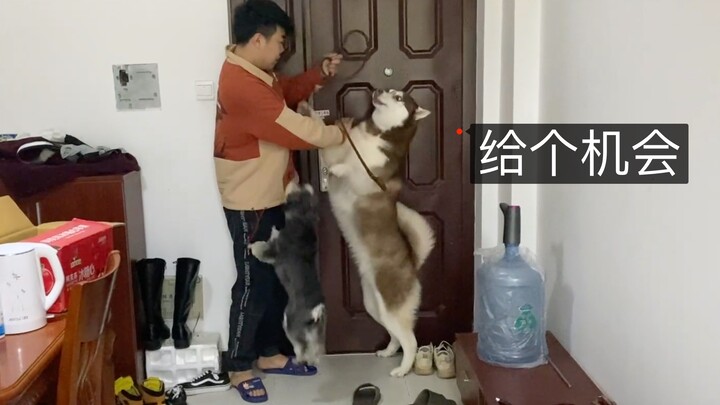 Ketika anjing husky melihat tuannya memasangkan tali pengikat dan hendak keluar, bagaimana reaksinya