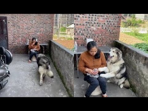 Funny actions of cute Alaskan dogs #4