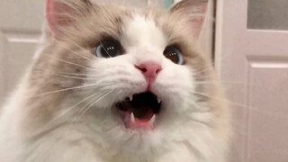 Fierce expression, granny voice