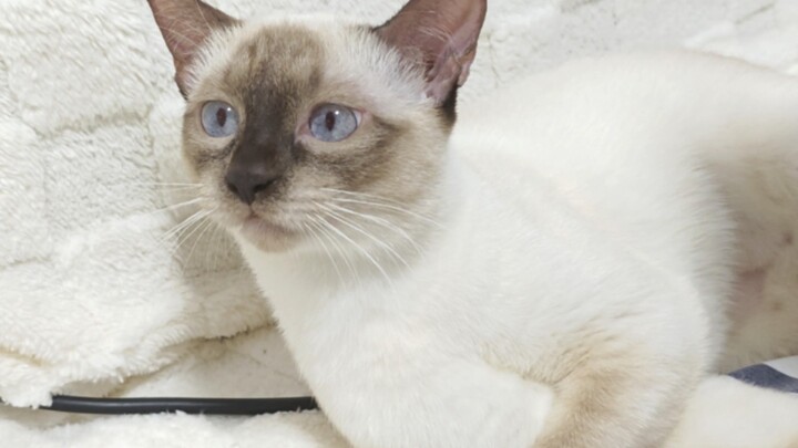 Anh cả, trận chiến này đã phê lắm rồi!