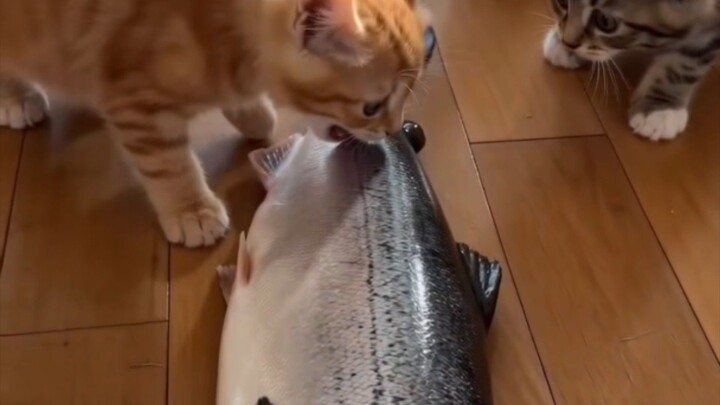 Kittens vs Giant Salmon 🐱🐟 Cuteness Overload!