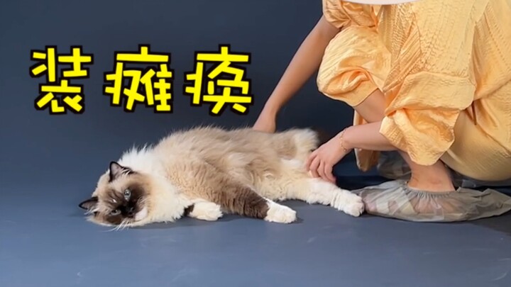 Laporan: Ada kucing yang bolos kerja di sini!