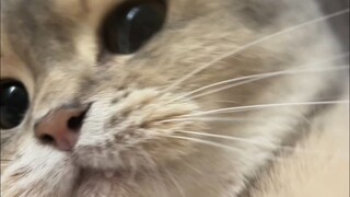 一头猫对上床有多执着