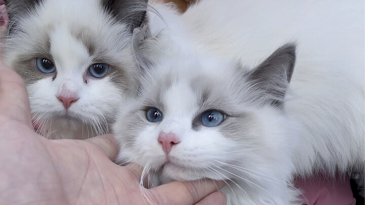 Picking a blue cat at the dog market, and I stumbled upon this sweet Ragdoll. So darn cute!