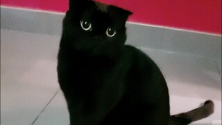 Siapa yang punya trik jitu mencari kucing yang lebih baik? Bolehkah beritahu saya!