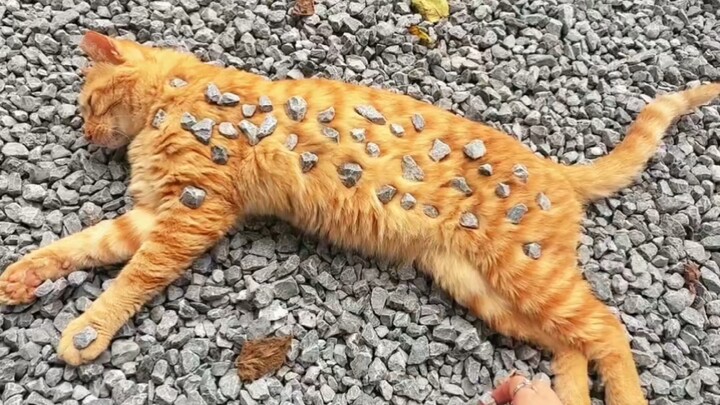 “Loài mèo khi ngủ vẫn rất cảnh giác”