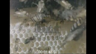 Death's-Head Hawkmoth in a Beehive, 1980s - Archive Film 1043320