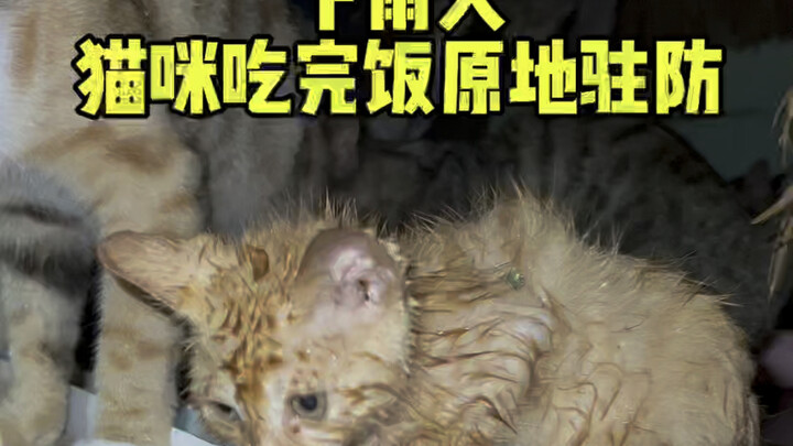 Terutama saat hujan, para kucing agak kesulitan.