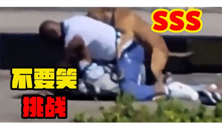 Tantangan “Kelas Anjing Anjing” — Jangan Tertawa!!! Hanya 99,114% orang yang bisa menahan tawa!!! Ay